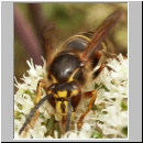 Dolichovespula media - Mittlere Wespe Arbeiterin 01.jpg